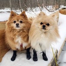 Load image into Gallery viewer, Walkee Paws™ - Leggings for dogs/leggings pour chiens