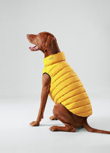 Load image into Gallery viewer, Hackett x Hugo Hudson Dog Puffer Jacket, Forest Green & Gold