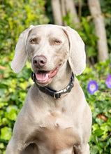 Load image into Gallery viewer, Hackett x Hugo & Hudson - Grey Checked Tweed Dog Collar/Collier pour chien en tweed à carreaux gris