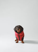 Load image into Gallery viewer, Hackett x Hugo Hudson Dog Puffer Jacket - Navy & Berry