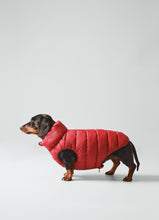 Load image into Gallery viewer, Hackett x Hugo Hudson Dog Puffer Jacket - Navy & Berry