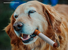 Charger l'image dans la galerie, Nocciola - Interactive Giggles Dog Toys