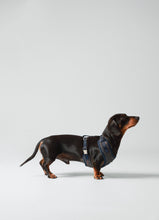 Load image into Gallery viewer, Hackett x Hugo Hudson - Grey Checked Tweed Dog Harness/Harnais pour chien en tweed à carreaux gris