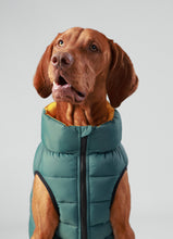 Load image into Gallery viewer, Hackett x Hugo Hudson Dog Puffer Jacket, Forest Green & Gold