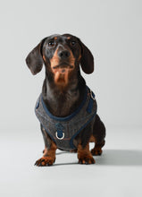 Load image into Gallery viewer, Hackett x Hugo Hudson - Grey Checked Tweed Dog Harness/Harnais pour chien en tweed à carreaux gris
