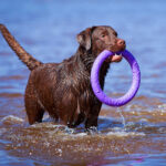 Load image into Gallery viewer, Puller - Dog Fitness Tool/Outil de formation pour chien