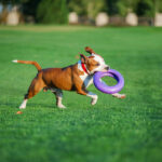 Load image into Gallery viewer, Puller - Dog Fitness Tool/Outil de formation pour chien
