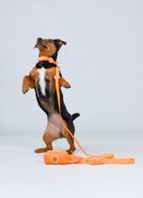 Load image into Gallery viewer, Poop Bag Holder - Orange
