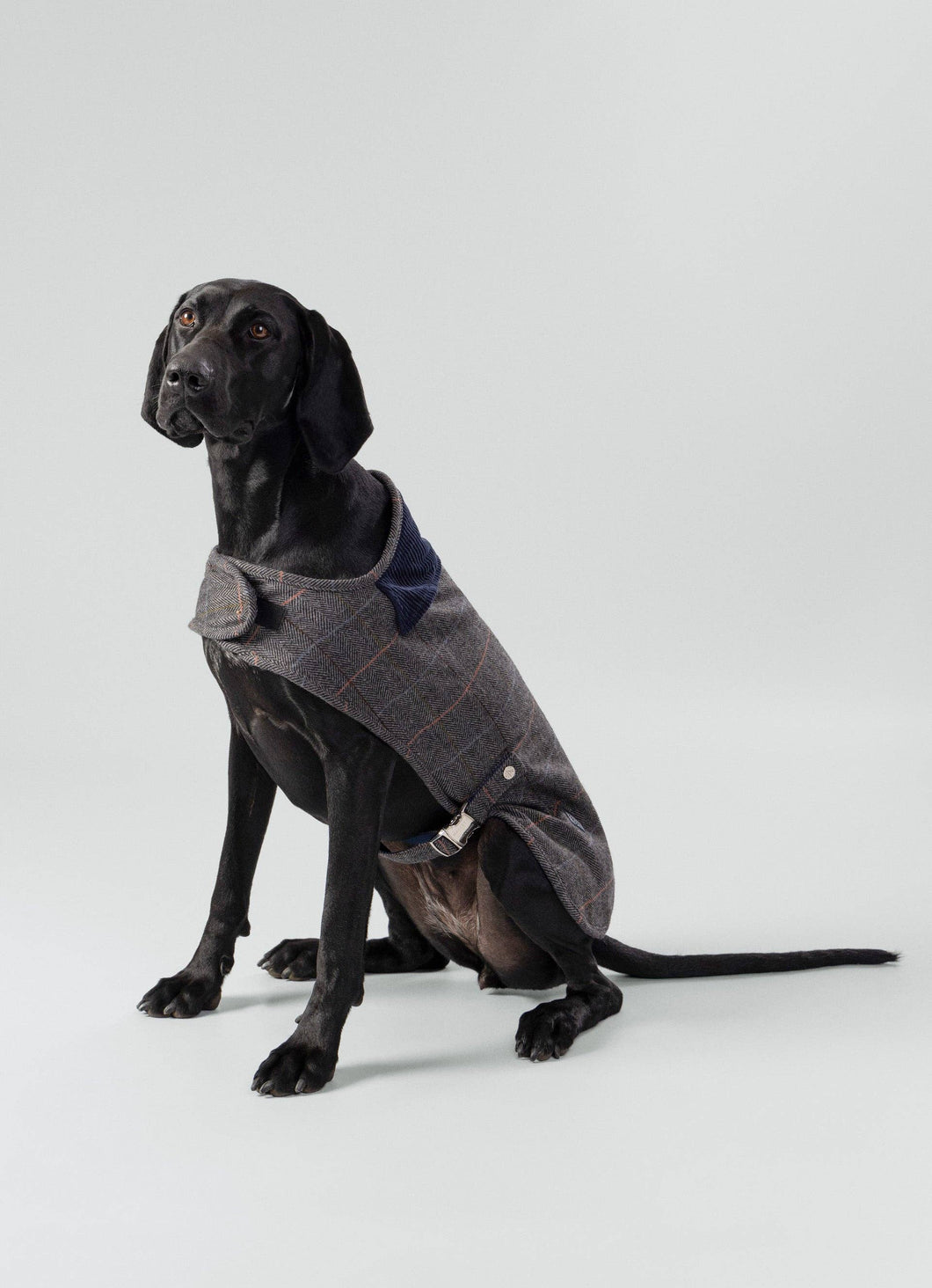 Hackett x Hugo Hudson - Grey Checked Tweed Dog Jacket/Veste pour chien en tweed à carreaux gris