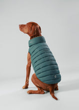 Load image into Gallery viewer, Hackett x Hugo Hudson Dog Puffer Jacket, Forest Green &amp; Gold
