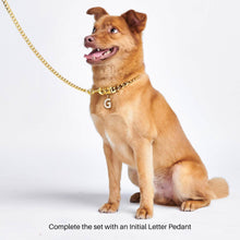 Load image into Gallery viewer, Cuban Link - Chain Dog Collar - Gold/Collier pour chien à chaîne - Or
