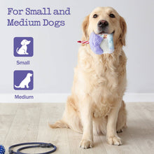 Load image into Gallery viewer, Fuzzwoof - Squeaky Birthday Cake Toy/Jouet de gâteau d'anniversaire qui grince
