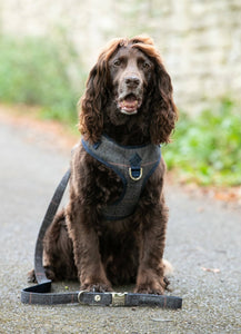Hackett x Hugo Hudson - Grey Checked Tweed Dog Lead/Laisse pour chien en tweed à carreaux gris