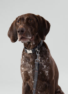 Hackett x Hugo & Hudson - Grey Checked Tweed Dog Collar/Collier pour chien en tweed à carreaux gris