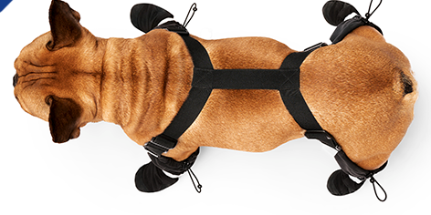 Dog suspenders for boots cheap