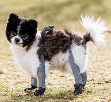 Load image into Gallery viewer, Walkee Paws™ - Leggings for dogs/leggings pour chiens
