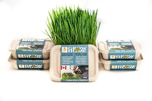 Fog Farms Grow@Home - Oat Grass Kit (Seeds with Soil)