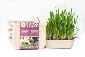 Fog Farms Grow@Home - Rye Grass Kit (Seeds with Soil)