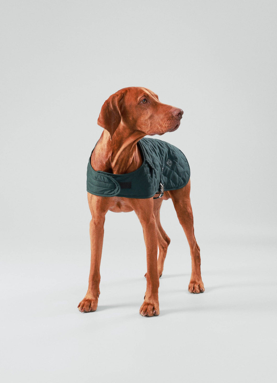 Hackett x Hugo & Hudson - Forest Green Quilted Dog Jacket/Veste matelassée pour chien vert forêt