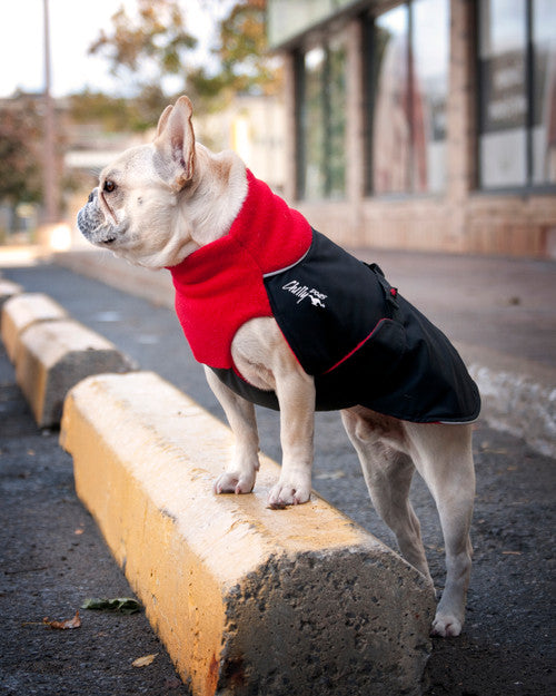 French bulldog winter coat on sale