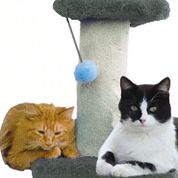 14" Cat Post Step (assorted colours)